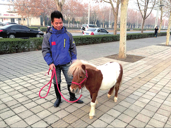 郑州男子街头遛迷你马 身高80厘米身价20万